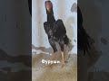 Чучай фуруши Ватсап +79633764548