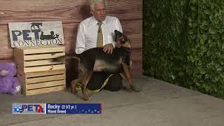 Pet Connection Rocky 6-27-24