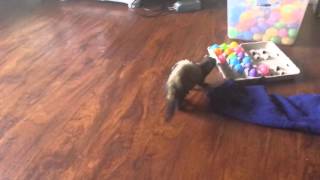 Baby the ferret chasing an Easter egg