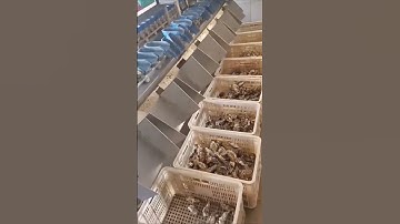 Automatic Sorting Machine — Good Tools and Machines Can Improve Work Efficiency