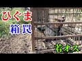 ヒグマを箱罠で捕獲しました !