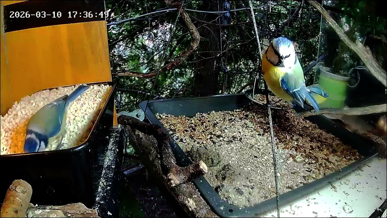 Ruhiger später Nachmittag an der Nuss-Tanke, Teil 1 (10.03.2026)