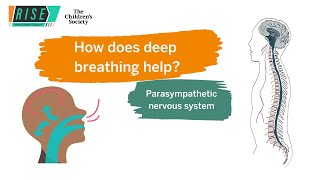 How does deep breathing help? The Sympathetic and Parasympathetic nervous system.