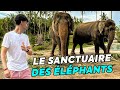 Thalande le sanctuaire des lphants