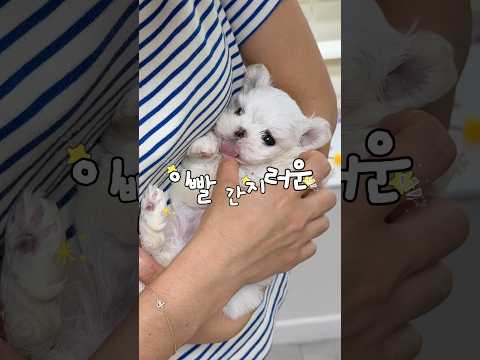 이빨 간지러운 <strong>시기</strong> ON...🦷🐶