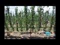 AA.  ANP-0534 Cordon U Open Tatura D6 rootstock Demo