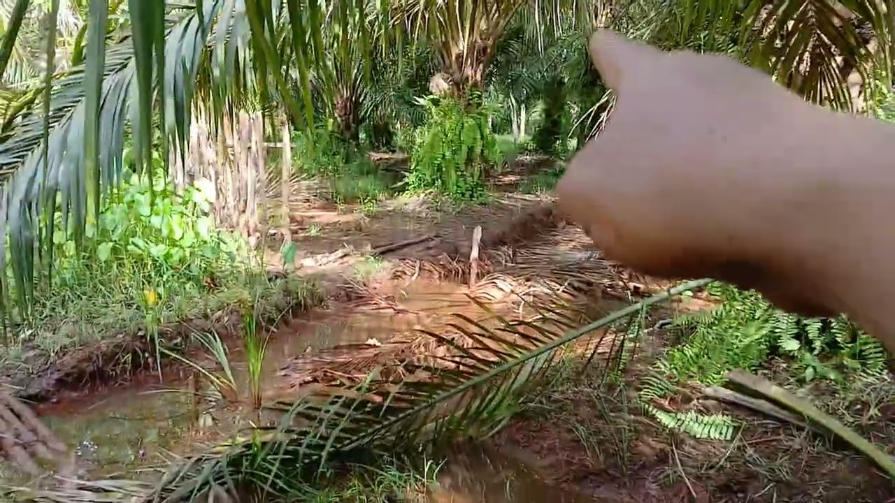 SAWIT JANTAN HIDUP SUBUR TAPI TAK BRRBUAH