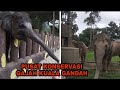 Jom ke pusat konservasi gajah kebangsaan kuala gandah pahang
