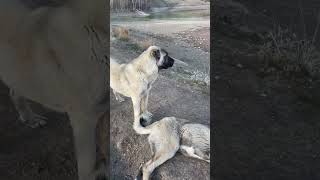 Anatolian shepherd #dog #kangal Turkiye