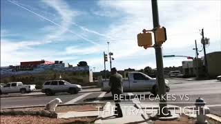 Traffic Light Dog Training - No Leash Bella 031218