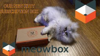 CAT VIDEO ALERT! Unboxing our new meowbox! A $23 subscription box for our cats + bonus footage!