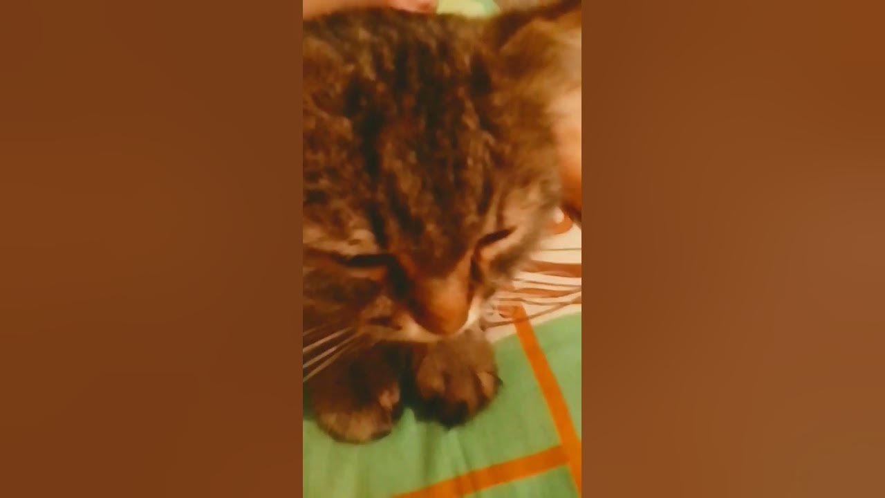 Котиик ☺️ - YouTube