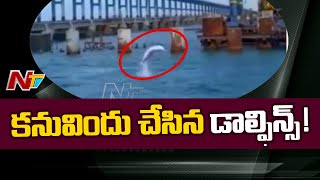 Dolphins Spotted Near Pamban Bridge in Tamil Nadu : Viral Video | NTV