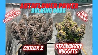 Autoflower Power - Buds are Bulking, Strawberry Nuggets (LST) & Outlier Z w/ the Mars Hydro FC-E3000