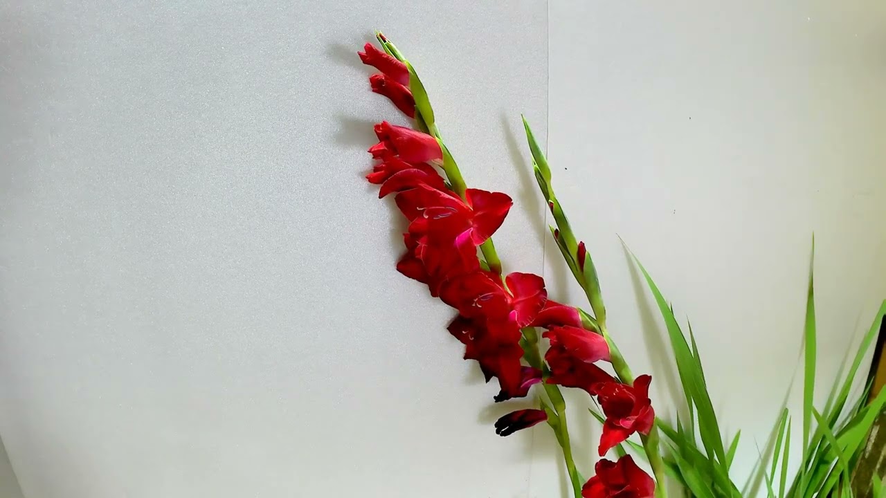 グラジオラスの開花（花の開花#785) /Flowering Gladiolus (Timelapse