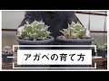 アガベの育て方を基礎から徹底解説【チタノタで比較】