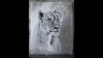 Lioness Charcoal Drawing Time Lapse Video