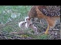 ~ Marietta College Hawk Nest - MYSZOŁOWY RDZAWOSKRZYDŁE - KARMIENIE ~