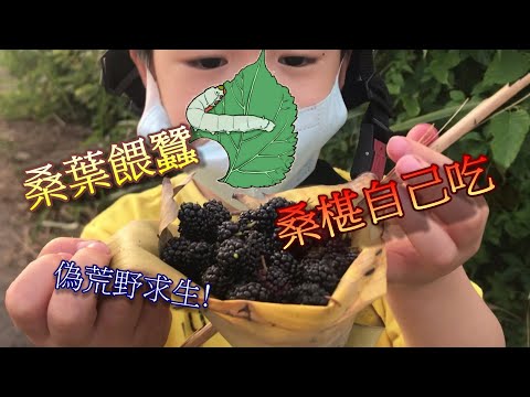 蠶桑館+羅羅  蠶的故事 一件蠶絲旗袍需要740隻蠶吐的絲  全長可繞台灣一周!