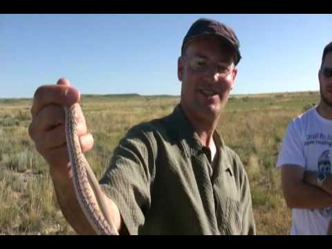road fighter Jumping Snake?