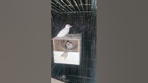 Fawn Java Breeder Pair | Fawn Java Colony | Fawn Colony #fawnjava #fawn #fawns #javacolony #java