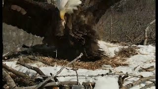 Decorah Eagles ~ Mom Catches The Mouse ~ With SLO MO  3.5.19