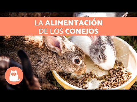 Video: Guía para el cuidado del conejito: ¿Qué alimentos comen los conejos?