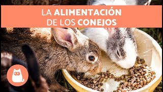 ¿QUÉ COME un CONEJO?  ¡Alimentación de los Conejos!