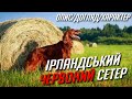 Ірландський ЧЕРВОНИЙ сетер - порода мисливських підрушничних собак! Ирландский красный сеттер