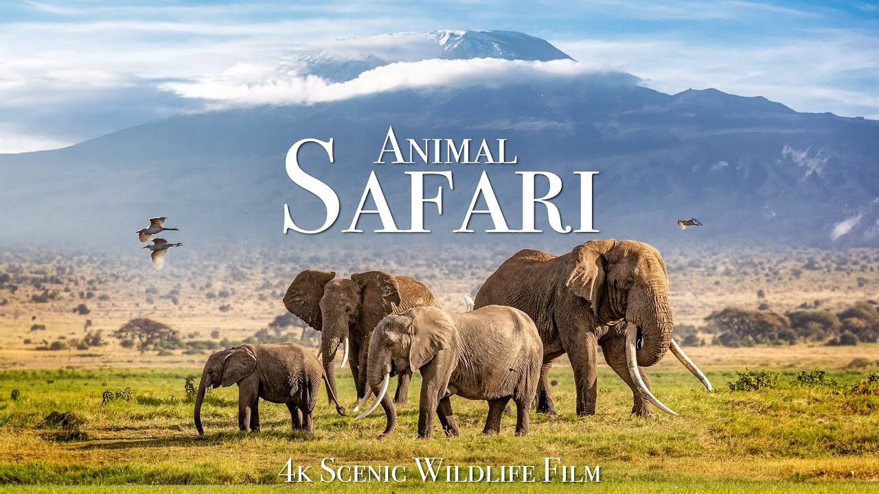 Animal Safari 4K - Scenic Wildlife Film With African Music