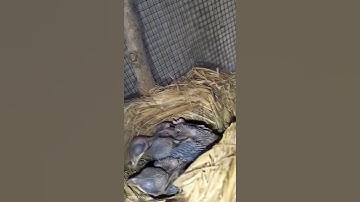 Berhasil Ternak cendet di kandang murai #burung #cendeter #kicaumania #cendet