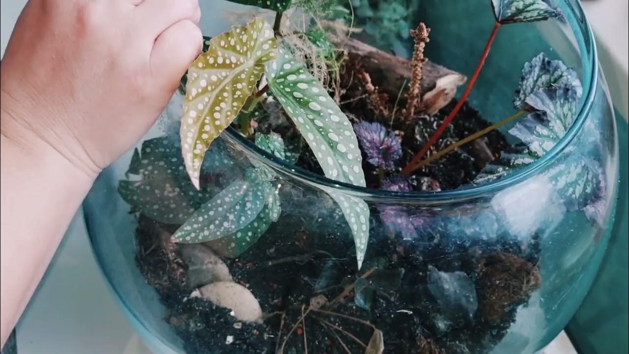 Воскресный влог. Аквариум/флорариум с животными и цветами. - YouTube