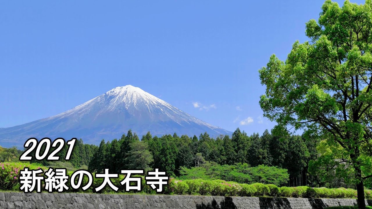 21 03 29 大石寺の桜と富士 静岡県富士宮市 4k Taisekijitemple Cherryblossoms Mtfuji Youtube