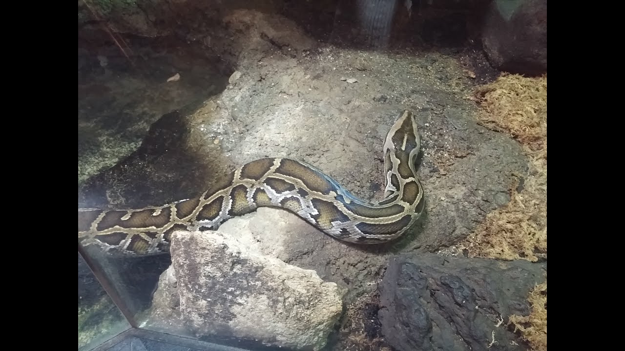閲覧注意 天王寺動物園 インドニシキヘビが活発だったので撮ってみた Youtube