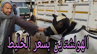 أسعار البقر الهولشتاين من داخل سوق مع المعلم عمرو الهيتي