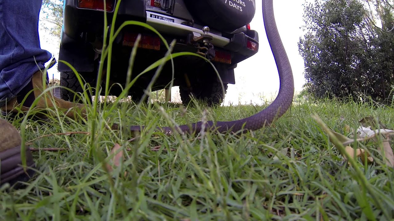 eastern brown snake in yatala - YouTube