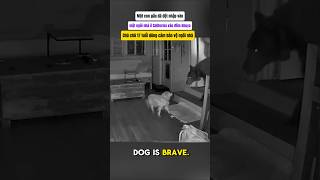 Chú chó già quên tuổi tác, đối đầu con gấu trong cuộc chiến bảo vệ mái ấm.#dog #pets #animals