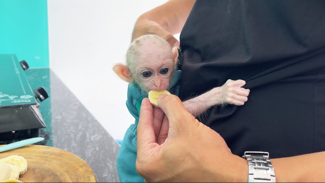 Baby monkey reacted unexpectedly at his breakfast