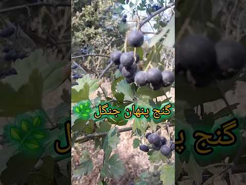 ولیک و گنج پنهان جنگل زالزالک وحشی