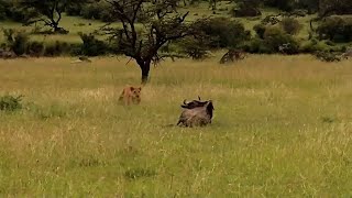 Sleeping wildebeest unaware of the hungry lion watching him