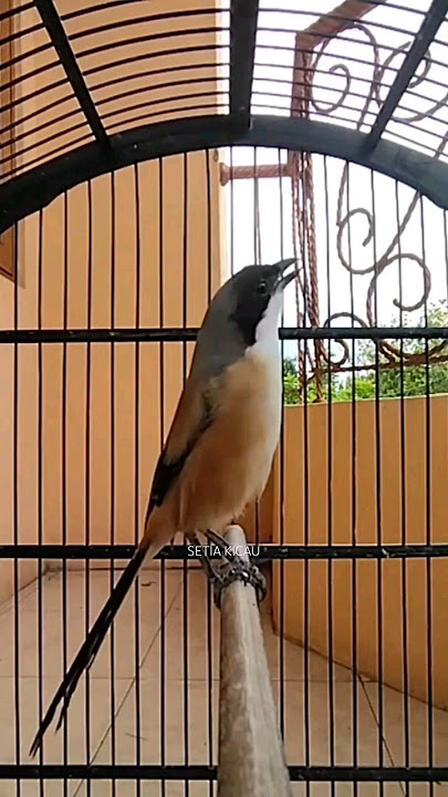 Cendet pilis gacor isian Lovebird, pancingan cendet