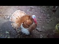 Descargar Sonidos de Pavo parte 1 :: Special for Thanksgiving Day 2020 :: - Bryan Mantilla Descargar Sonidos de Pavo parte 1 :: Special for Thanksgiving Day 2020 :: - Bryan Mantilla