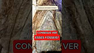 Consegue ver esses FÓSSEIS? #biologia #geologia #jurassicpark #jurassicworld #ensino #minasgerais