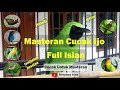 Masteran Cucak Ijo Full Isian Tembakan Durasi Panjang