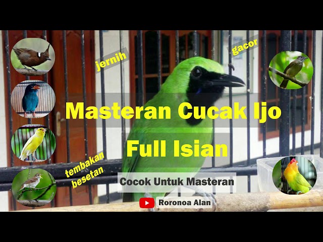 Masteran Cucak Ijo Full Isian Tembakan Durasi Panjang class=