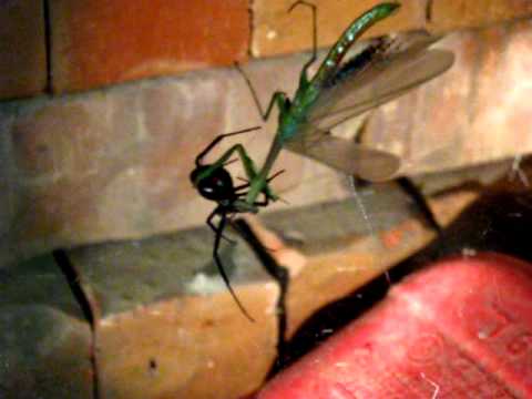 MANTIS vs. BLACK WIDOW SPIDER (Monster Bug War) AWESOME!