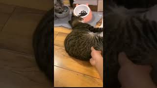 #Cat #Cats #Catlover #Cutecat #Catvideos #Catlovers #Catshorts #Funnycats #Cute #Shorts