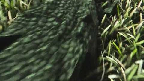 Ayal Engine Real time Procedural Texture : reptile skin