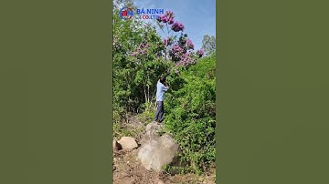 gặp cây bằng lăng tím