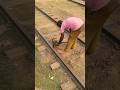 Repairs are being carried out by jacking up the rail line. #shorts #railway #work #Line #rail